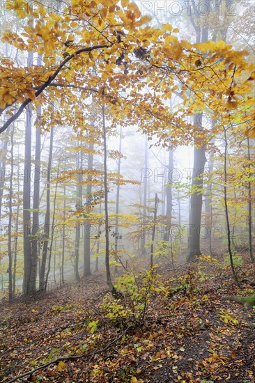 Multicolored trees at autumn forest