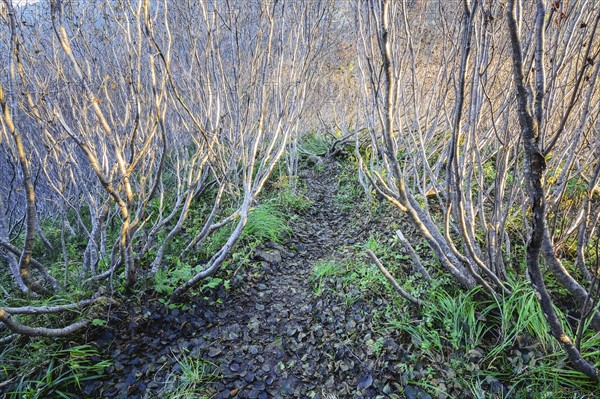 Path between bare bushes