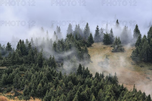 Ukraine, Zakarpattia region, Rakhiv district, Carpathians, Chornohora, Mist over forest