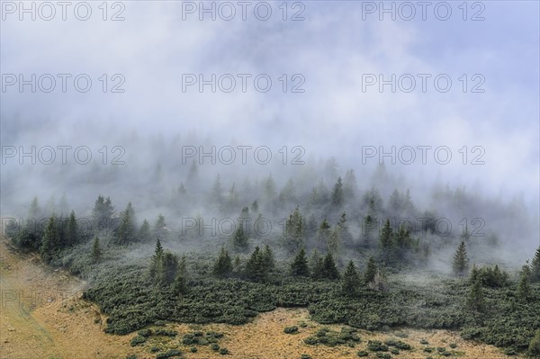 Ukraine, Zakarpattia region, Rakhiv district, Carpathians, Chornohora, Mist over forest