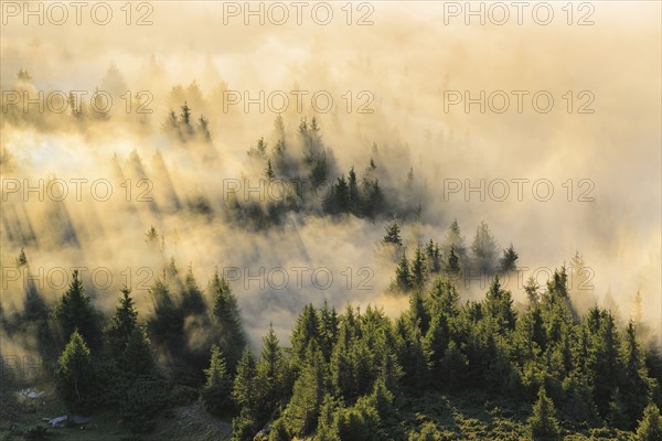 Ukraine, Zakarpattia region, Rakhiv district, Carpathians, Chornohora, Mist over forest