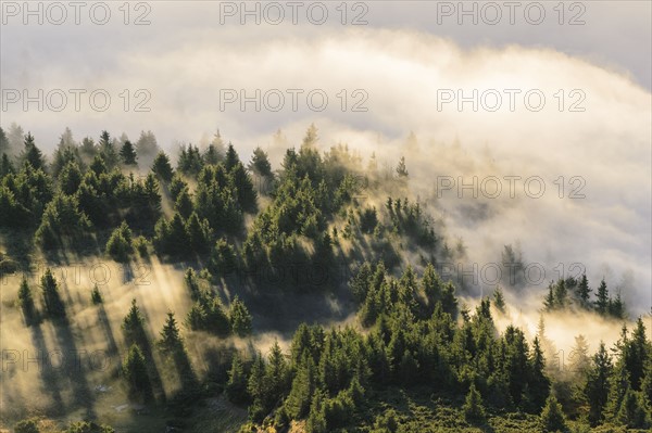 Ukraine, Zakarpattia region, Rakhiv district, Carpathians, Chornohora, Mist over forest