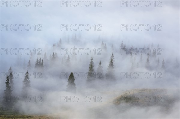 Ukraine, Zakarpattia region, Rakhiv district, Carpathians, Chornohora, mountain Petros