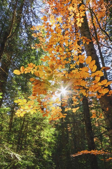 Ukraine, Ivano-Frankivsk region, Verkhovyna district, Carpathians, Bystrets village, Forest during autumn