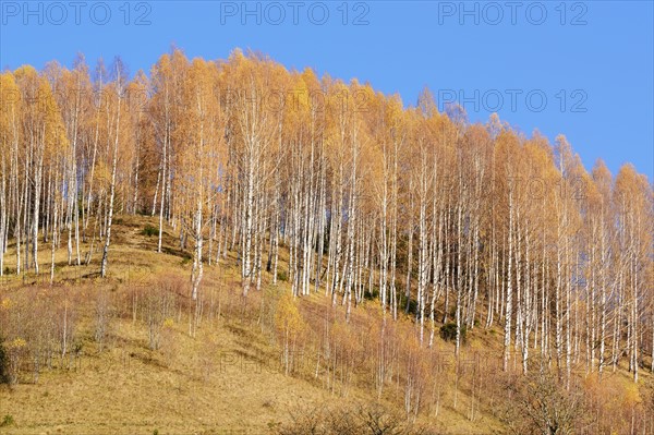 Ukraine, Ivano-Frankivsk region, Verkhovyna district, Carpathians, Bystrets village, Clear sky over forest