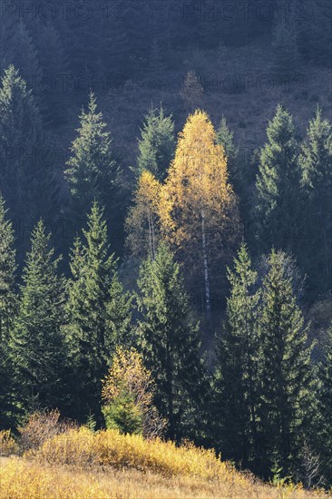 Ukraine, Ivano-Frankivsk region, Verkhovyna district, Carpathians, Dzembronya village, Forest during autumn