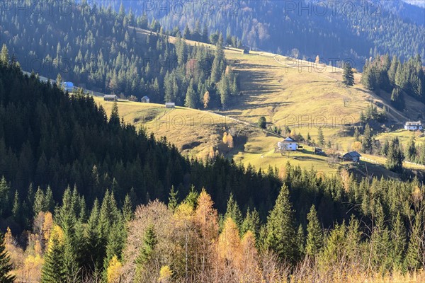 Ukraine, Ivano-Frankivsk region, Verkhovyna district, Carpathians, Dzembronya village, Landscape with forest