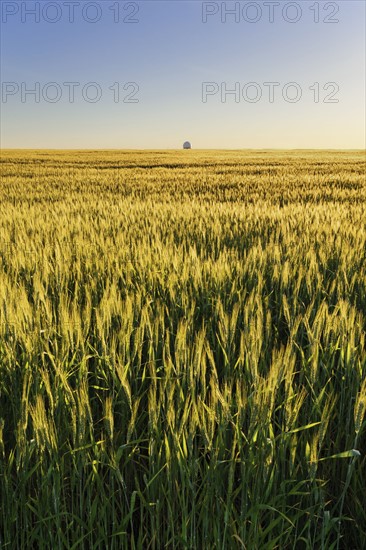 Ukraine, Dnepropetrovsk region, Dnepropetrovsk city, Clear sky over field