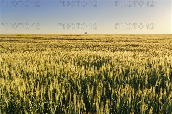 Ukraine, Dnepropetrovsk region, Dnepropetrovsk city, Clear sky over field