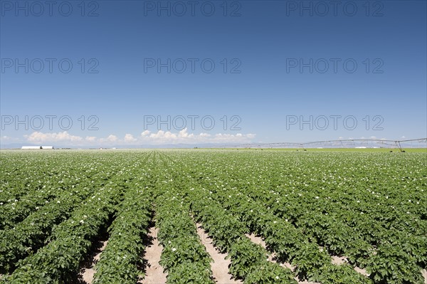 USA, Colorado, San Luis Valley, Blue sky over green field