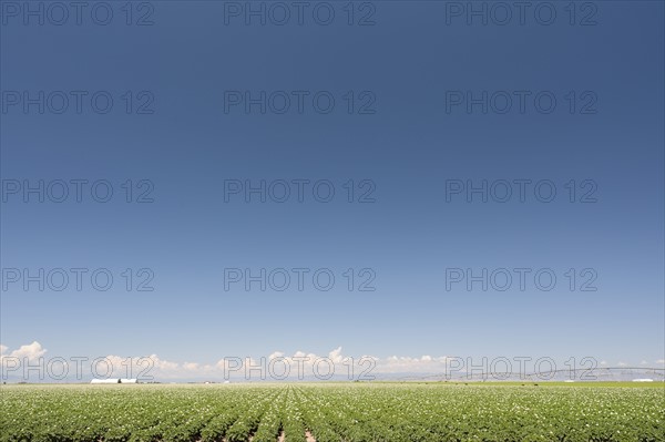 USA, Colorado, San Luis Valley, Blue sky over green field