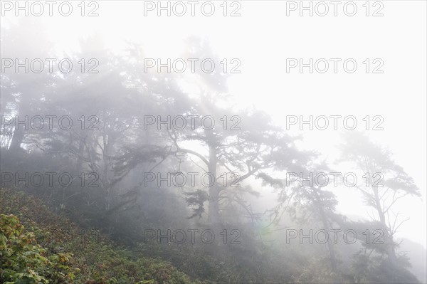 USA, California, Humboldt County, Fog over forest