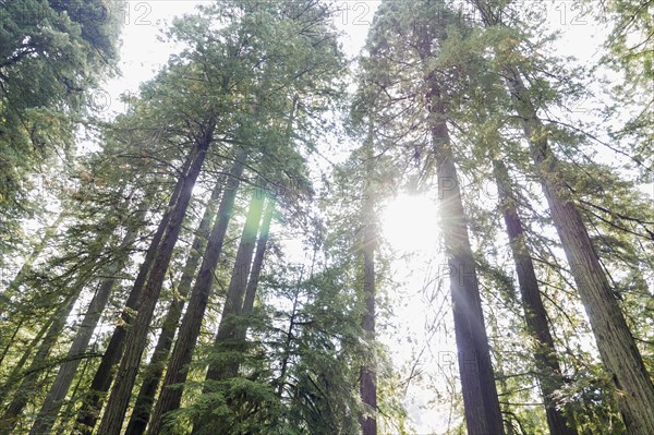 USA, California, Humboldt County, Sun shining over forest