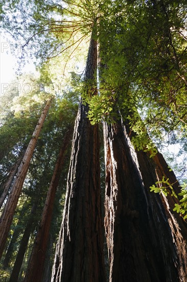 USA, California, Muir Woods National Park, Tall trees in forest