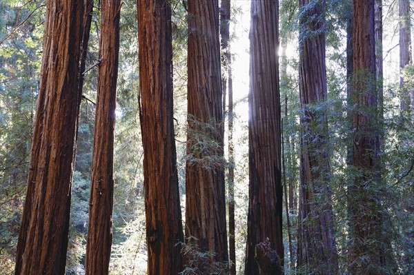 USA, California, Muir Woods National Park, Tall trees in forest