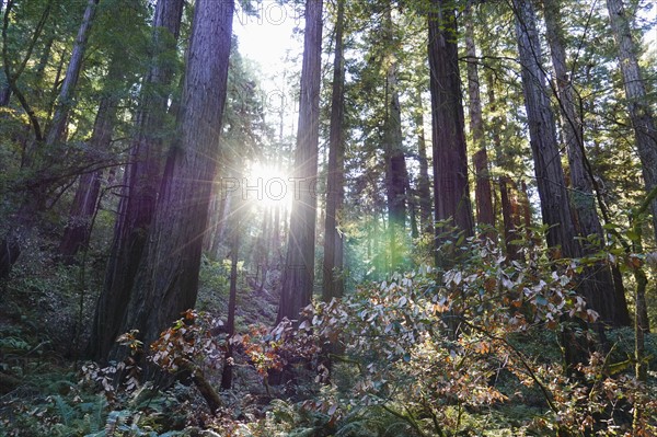 USA, California, Muir Woods National Park, Tall trees in forest