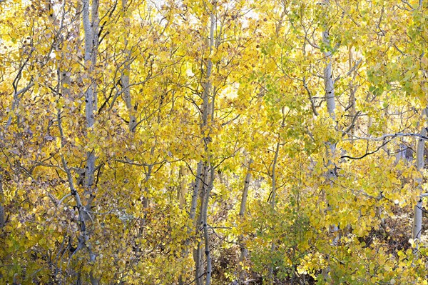 Forest during autumn