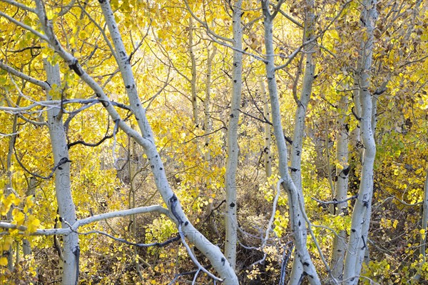 Forest during autumn