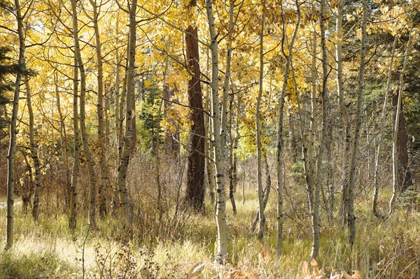 USA, California, Lake Tahoe, Forest during autumn