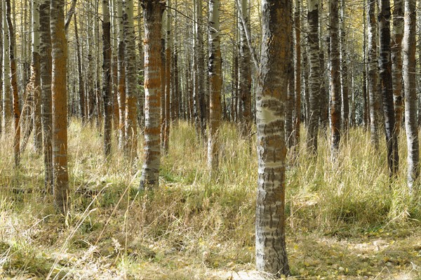 USA, California, Lake Tahoe, Forest during autumn