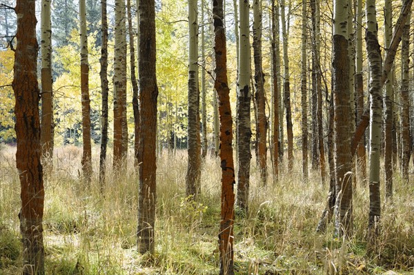 USA, California, Lake Tahoe, Forest during autumn