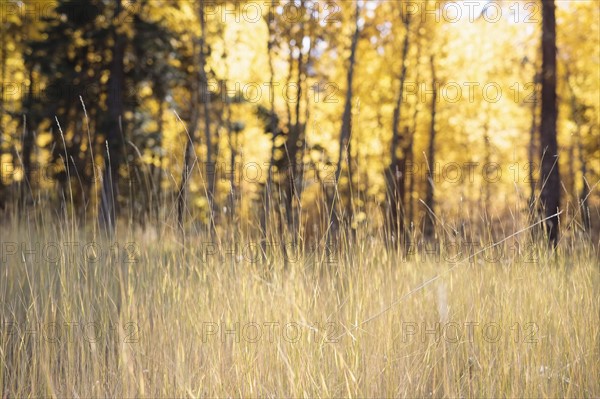 USA, California, Lake Tahoe, Grass with tree in background