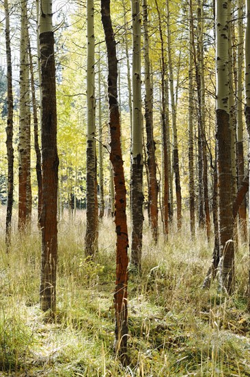 USA, California, Lake Tahoe, Forest during autumn