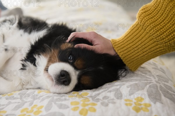 Woman stroking dog