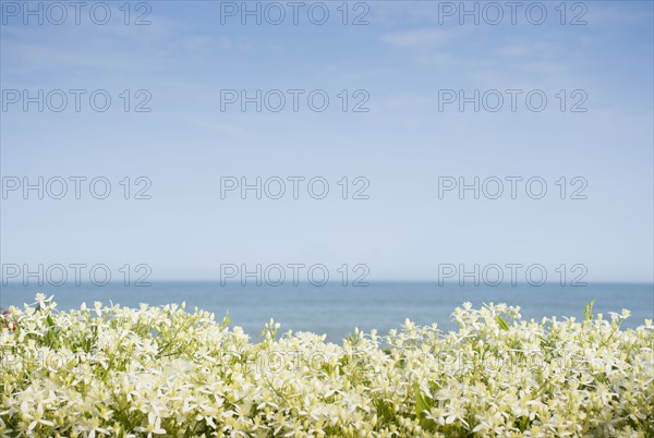 Sky above sea and blooming plants