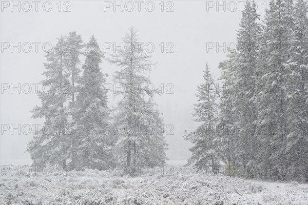 USA, Wyoming, Snowy scenery with trees in Grand Teton National Park