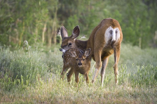 USA, Oregon, Doe with fawn