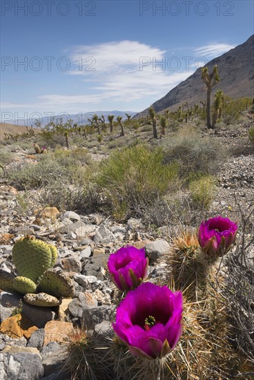 USA, California, Death Valley National Park, Prickly pear cactus in full bloom