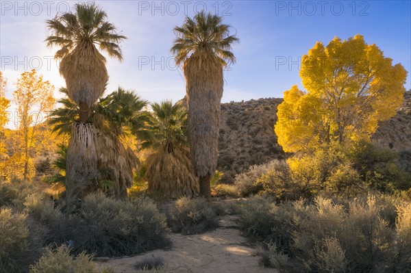 USA, California, Joshua Tree National Park, Autumn trees at sunset