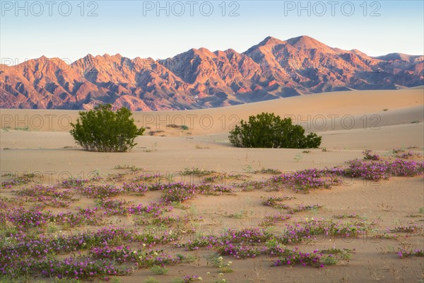 USA, California, Death Valley National Park, View of desert at sunrise