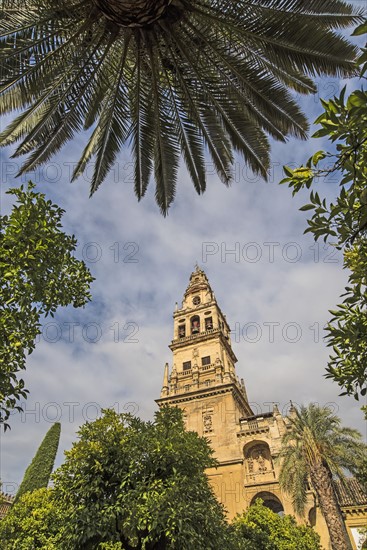 Spain, Andalusia, Cordoba, Minaret of Great Mosque of Córdoba behind trees