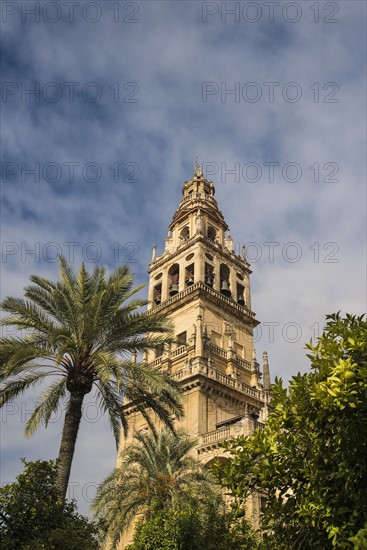 Spain, Andalusia, Cordoba, Minaret of Great Mosque of Córdoba behind trees