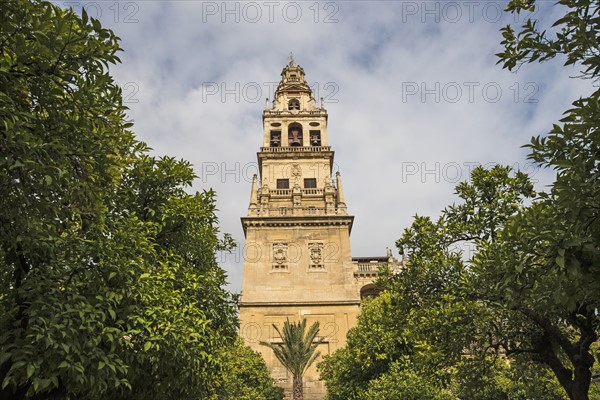 Spain, Andalusia, Cordoba, Minaret of Great Mosque of Córdoba behind trees