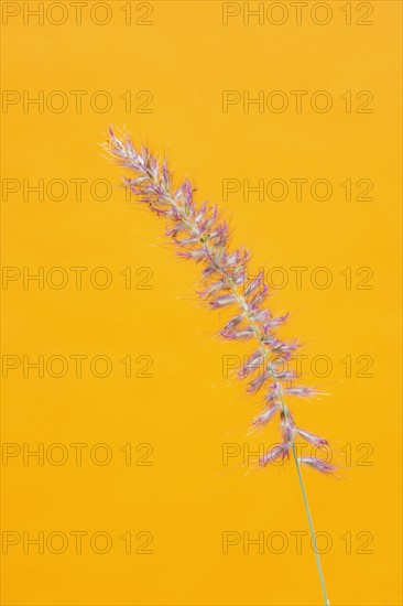 Close up of grass on yellow background