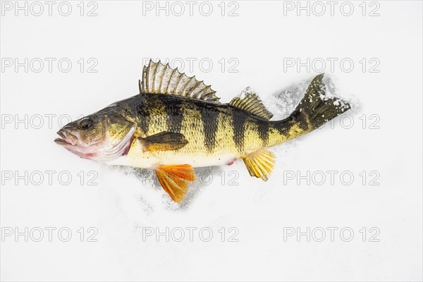 Dead perch fish on ice in Adirondack Mountains