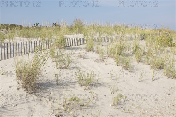 Sand dunes in summer