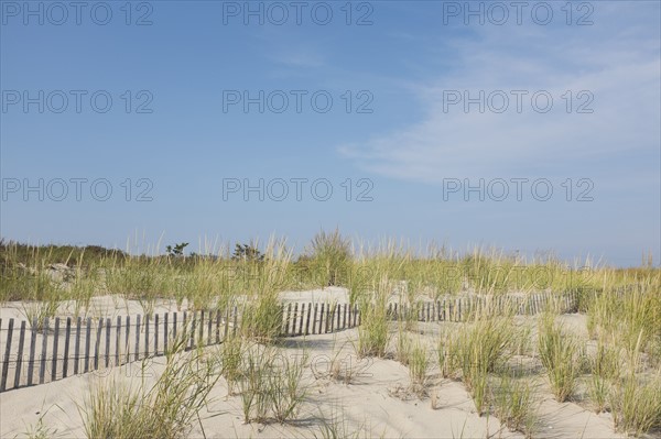 Sand dunes in summer