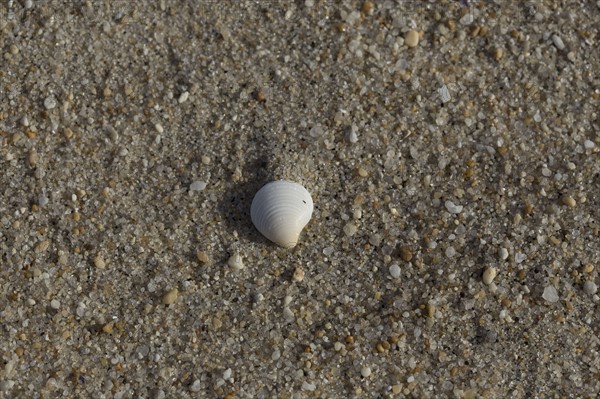 White shell on sandy beach