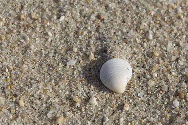 White shell on sandy beach