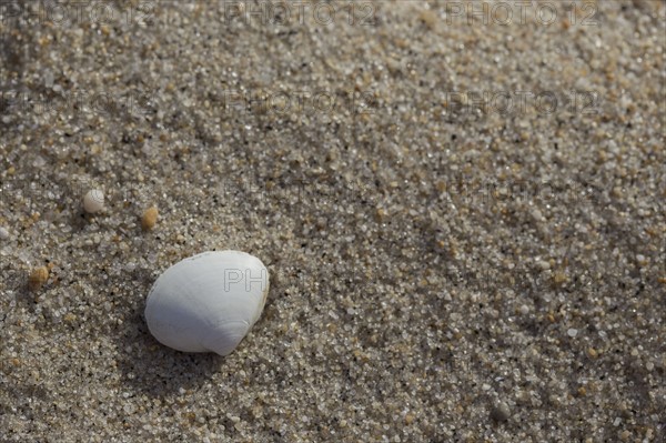 White shell on sandy beach