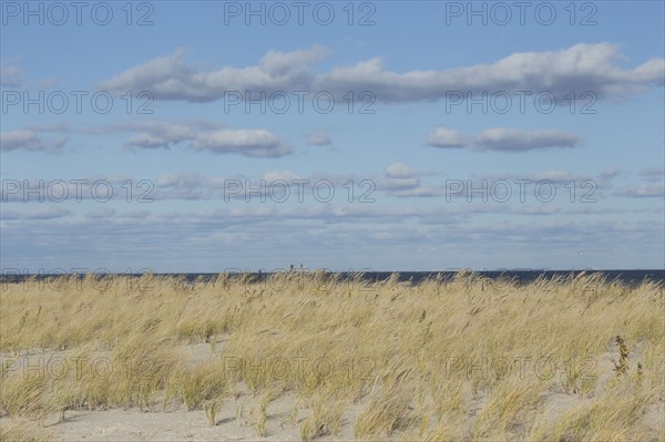 Grass on sand dune with sea in background