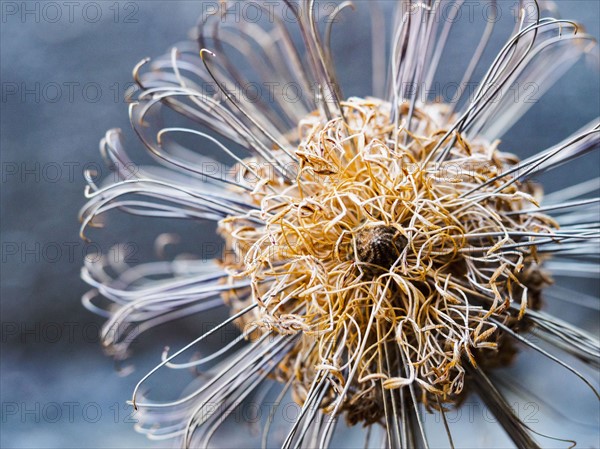 Close-up of Banksia (Proteaceae)