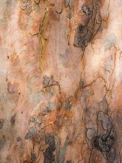 Australia, New South Wales, Blue Mountains, Smooth-barked apple tree (Angophora costata) bark