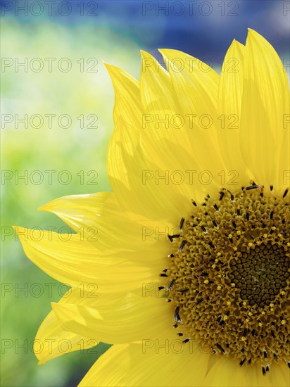 Close-up of sunflower (Helianthus) in bloom