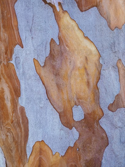 Australia, New South Wales, Blue Mountains, Smooth-barked apple tree (Angophora costata) bark