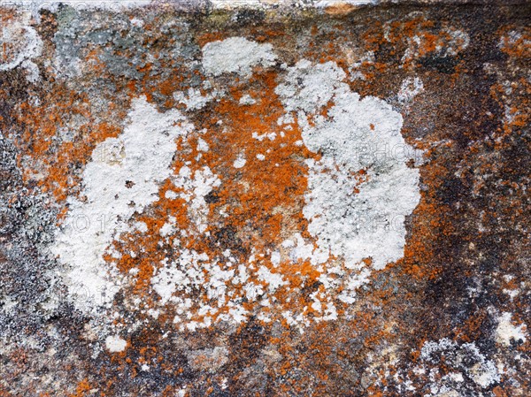 Australia, New South Wales, Abstract pattern on rock in Blue Mountains